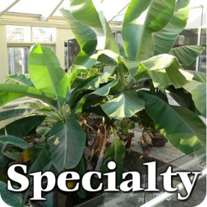 Specialty Greenhouses Specialty Greenhouses