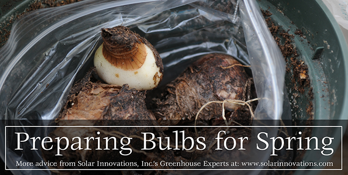 Bulbs for Spring