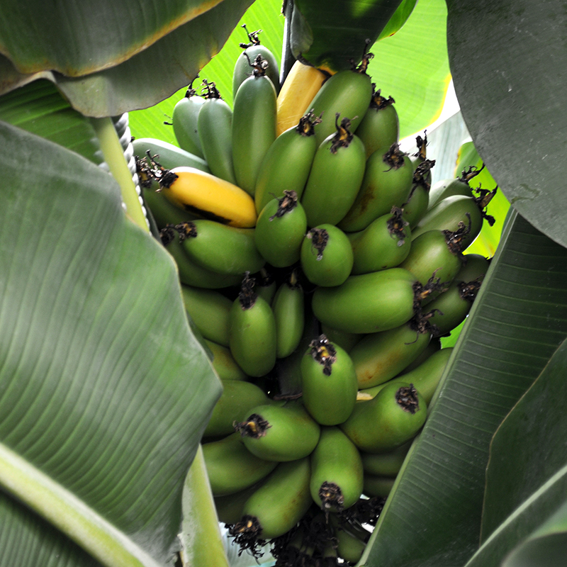 Bunch of Bananas Ready for Harvesting