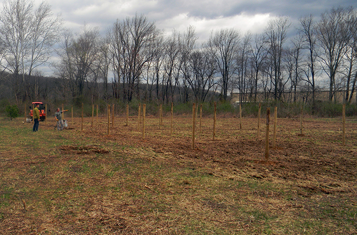 Planting a stable ecosystem for your vineyard