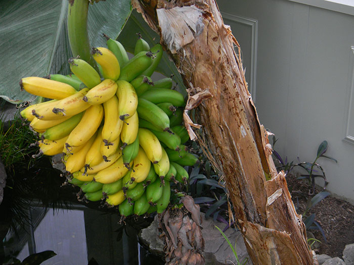 Bananas for harvest in Solar Innovations, Inc. Tropical Greenhouse