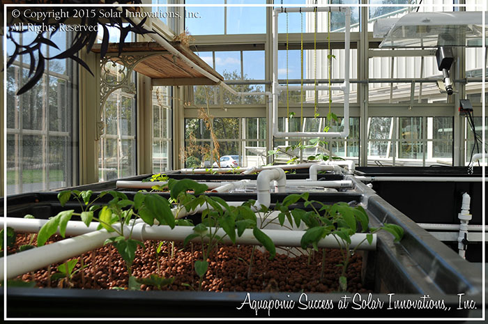 The plant progress in the Solar Innovations, Inc. sustainable aquaponic system