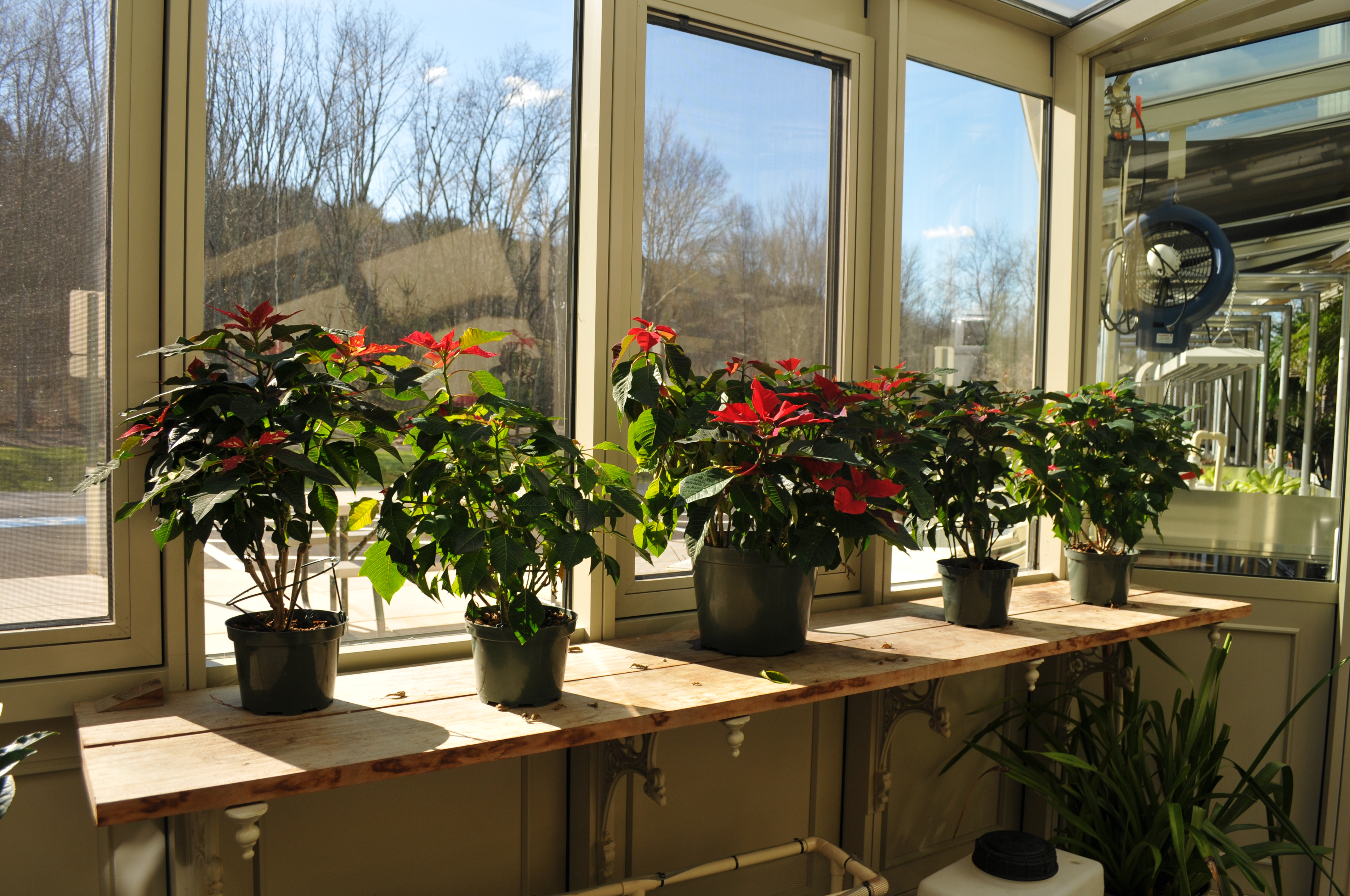 Greenhouse winter plants and lighting