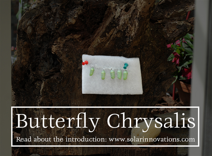 Butterfly Chrsalis