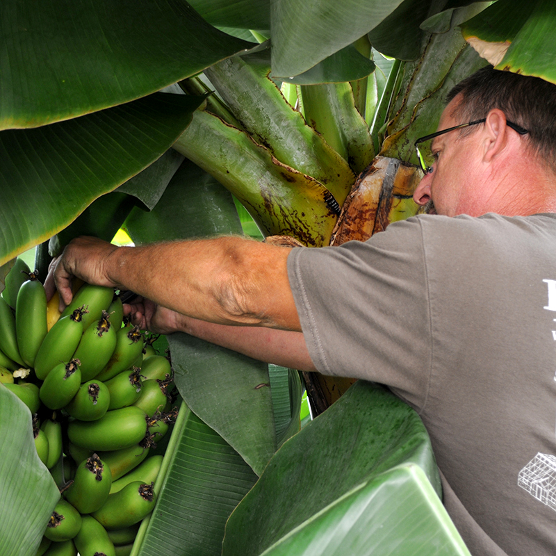 Banana Harvesting 2014