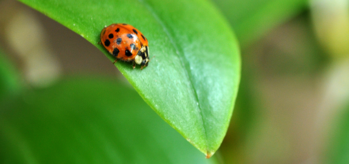 Lady Bugs In Greenhouse