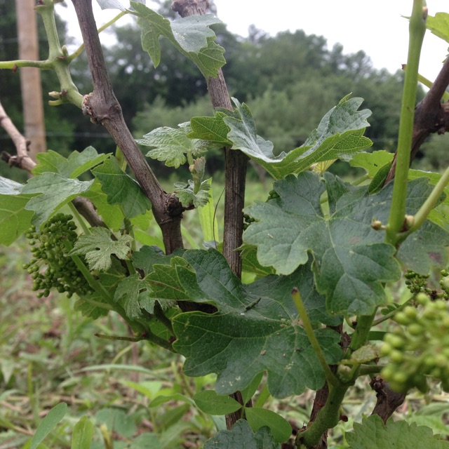 Training Grapes for the Vineyard at Solar Innovations, Inc.