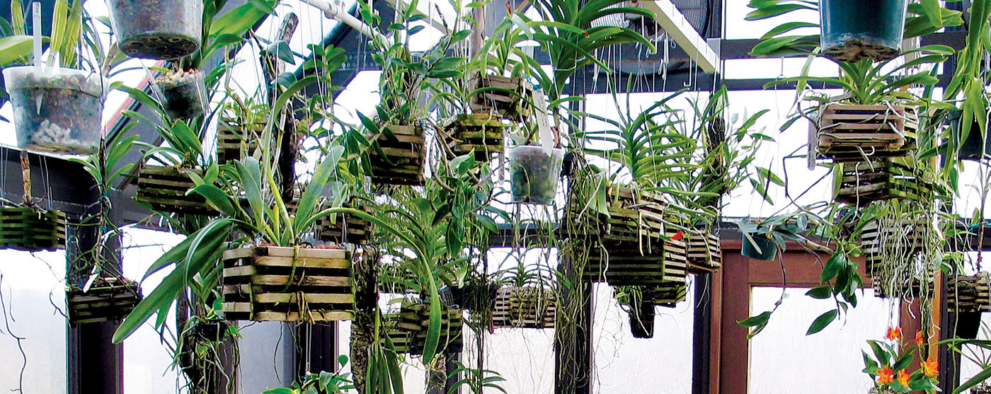 Plant hangers 1
