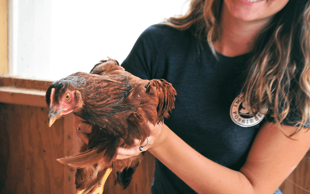 New chickens at Solar Innovations